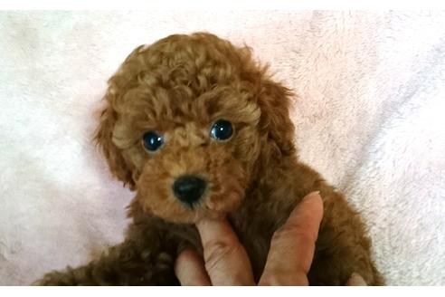 成約済の愛知県のトイプードル-18021の5枚目