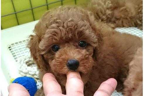 成約済の愛知県のトイプードル-18021の2枚目