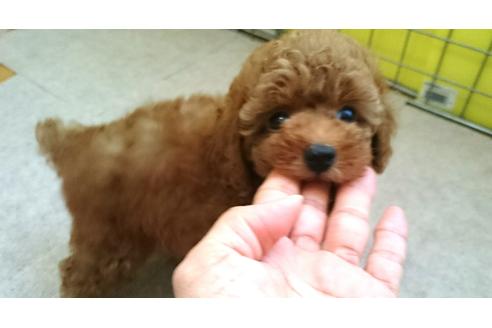 成約済の愛知県のトイプードル-18021の1枚目