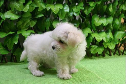 成約済の京都府のマルチーズ-18737の3枚目