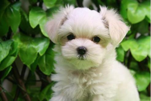 成約済の京都府のマルチーズ-18737の1枚目