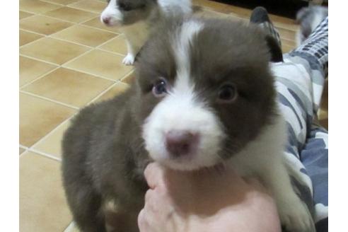 成約済の東京都のボーダーコリー-18752の1枚目