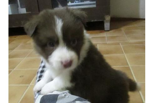 成約済の東京都のボーダーコリー-18752の2枚目