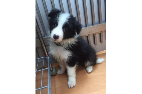 成約済の東京都のボーダーコリー-18753の1枚目