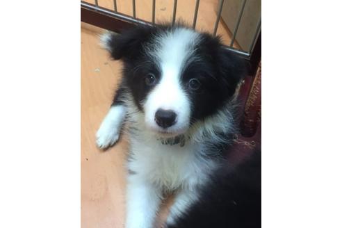 成約済の東京都のボーダーコリー-18753の2枚目