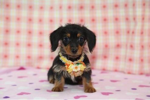 成約済の大分県のミックス犬-18755の1枚目