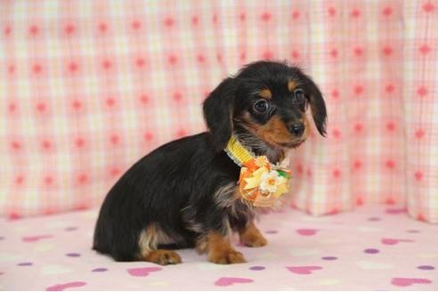 成約済の大分県のミックス犬-18755の2枚目