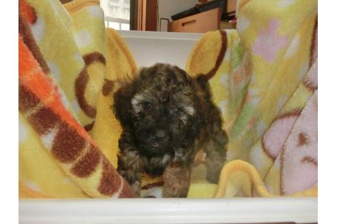 成約済の神奈川県のトイプードル-17272の1枚目