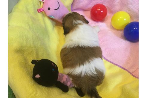 成約済の京都府のシーズー-18765の1枚目