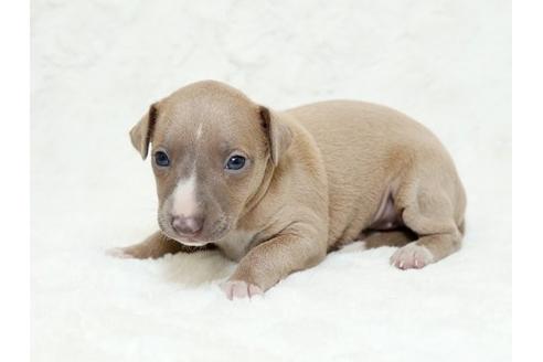 成約済の栃木県のイタリアングレーハウンド(イタグレ)-18771の1枚目