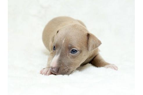 成約済の栃木県のイタリアングレーハウンド(イタグレ)-18771の2枚目