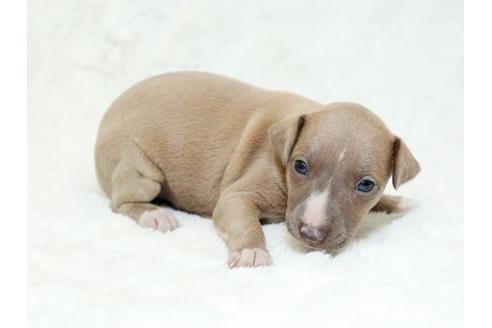 成約済の栃木県のイタリアングレーハウンド(イタグレ)-18771の3枚目