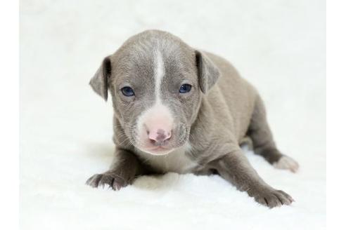 成約済の栃木県のイタリアングレーハウンド(イタグレ)-18772の1枚目