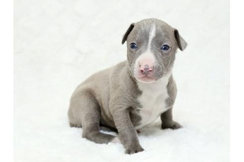 成約済の栃木県のイタリアングレーハウンド(イタグレ)-18772の2枚目