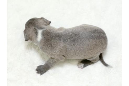 成約済の栃木県のイタリアングレーハウンド(イタグレ)-18772の3枚目