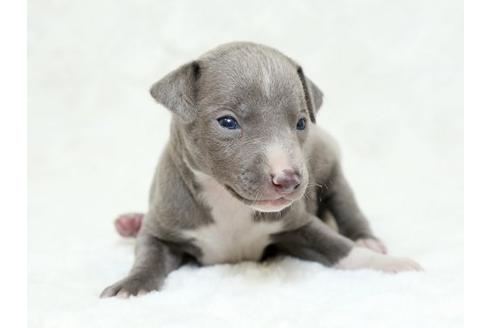 成約済の栃木県のイタリアングレーハウンド(イタグレ)-18773の1枚目