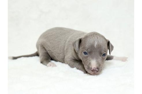 成約済の栃木県のイタリアングレーハウンド(イタグレ)-18773の2枚目