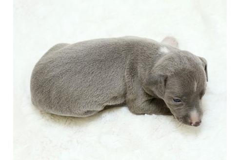 成約済の栃木県のイタリアングレーハウンド(イタグレ)-18773の3枚目