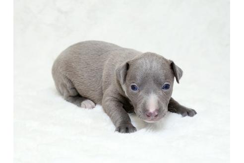 成約済の栃木県のイタリアングレーハウンド(イタグレ)-18774の1枚目