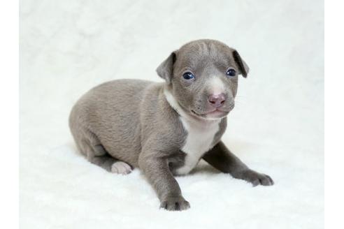 成約済の栃木県のイタリアングレーハウンド(イタグレ)-18774の2枚目