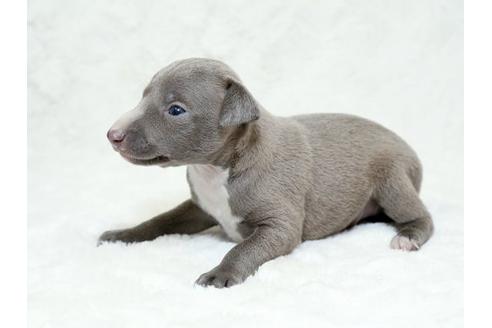 成約済の栃木県のイタリアングレーハウンド(イタグレ)-18774の3枚目