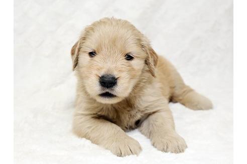 成約済の栃木県のゴールデンレトリーバー-18775の1枚目