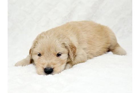 成約済の栃木県のゴールデンレトリーバー-18775の2枚目