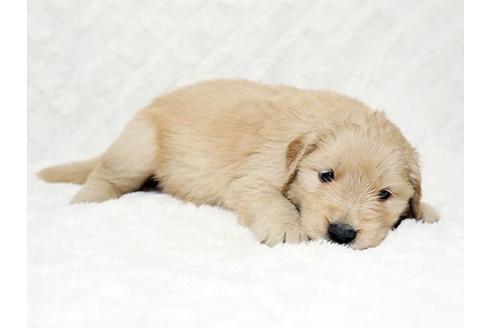 成約済の栃木県のゴールデンレトリーバー-18775の3枚目