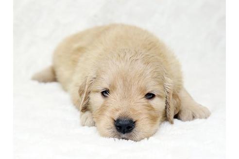 成約済の栃木県のゴールデンレトリーバー-18776の1枚目