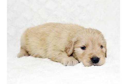 成約済の栃木県のゴールデンレトリーバー-18776の2枚目