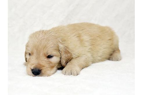 成約済の栃木県のゴールデンレトリーバー-18776の3枚目