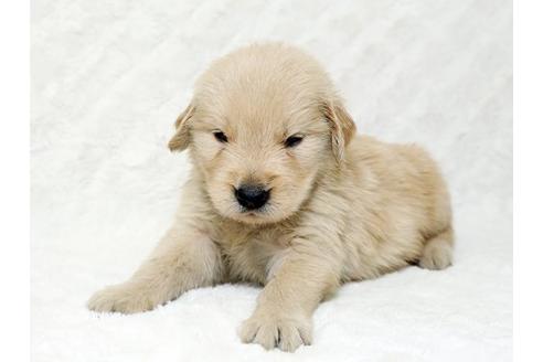 成約済の栃木県のゴールデンレトリーバー-18777の1枚目