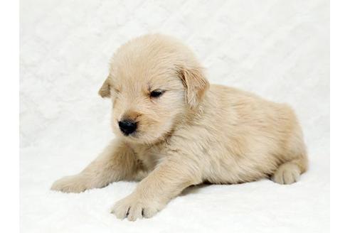 成約済の栃木県のゴールデンレトリーバー-18777の2枚目