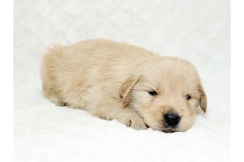 成約済の栃木県のゴールデンレトリーバー-18777の3枚目