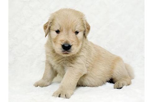 成約済の栃木県のゴールデンレトリーバー-18778の1枚目