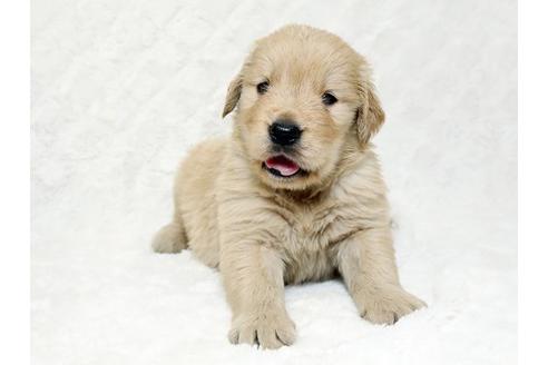 成約済の栃木県のゴールデンレトリーバー-18778の2枚目