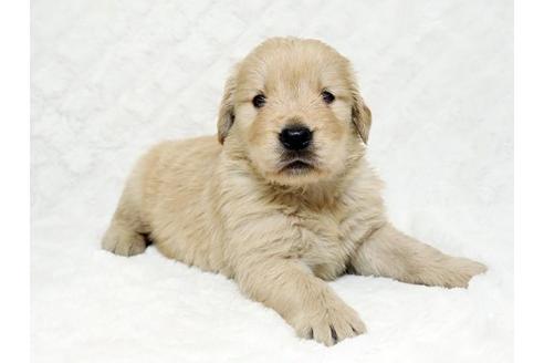 成約済の栃木県のゴールデンレトリーバー-18778の3枚目