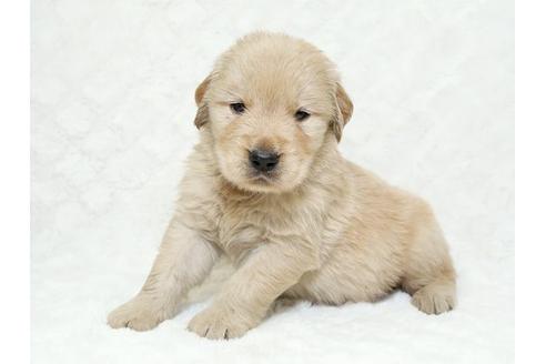 成約済の栃木県のゴールデンレトリーバー-18779の1枚目