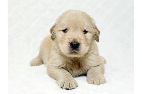 成約済の栃木県のゴールデンレトリーバー-18779の2枚目