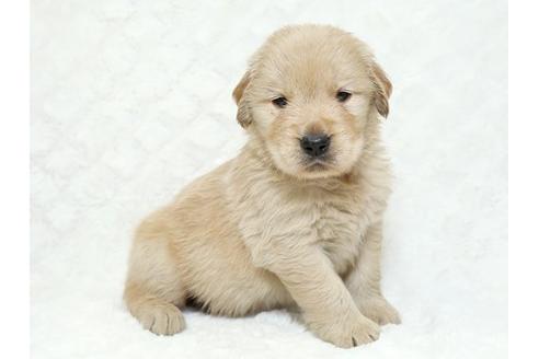 成約済の栃木県のゴールデンレトリーバー-18779の3枚目