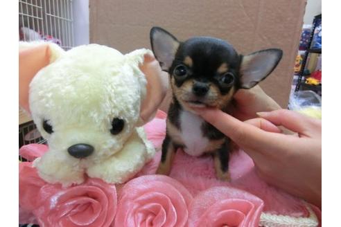 成約済の京都府のチワワ-18786の3枚目