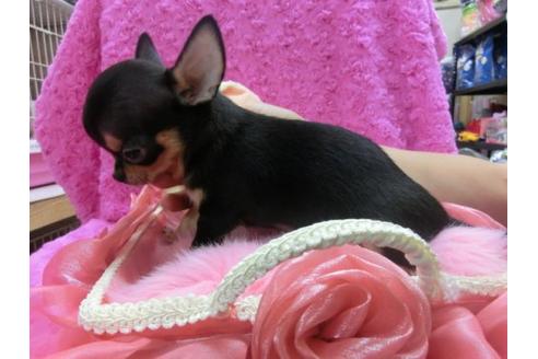 成約済の京都府のチワワ-18786の2枚目