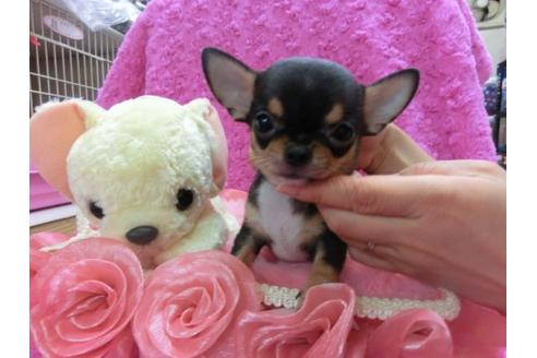 成約済の京都府のチワワ-18786の1枚目