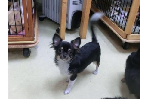 成約済の京都府のチワワ-18787の3枚目