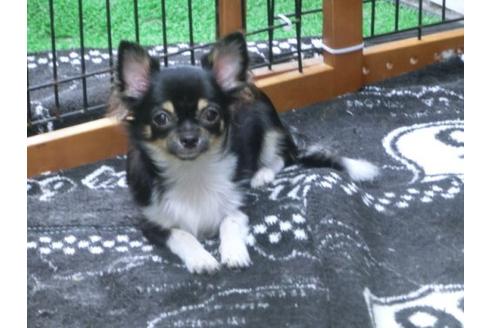 成約済の京都府のチワワ-18787の2枚目