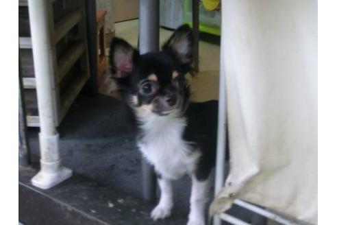 成約済の京都府のチワワ-18787の1枚目