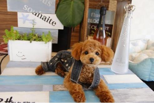 成約済の埼玉県のトイプードル-18812の2枚目