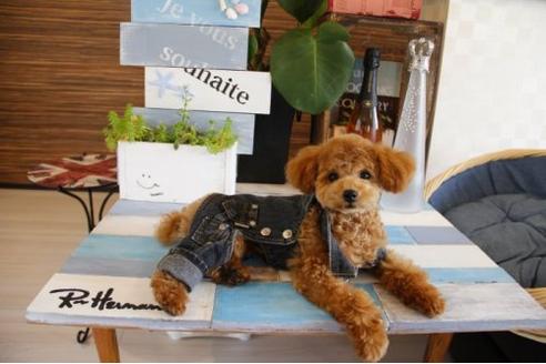 成約済の埼玉県のトイプードル-18812の3枚目