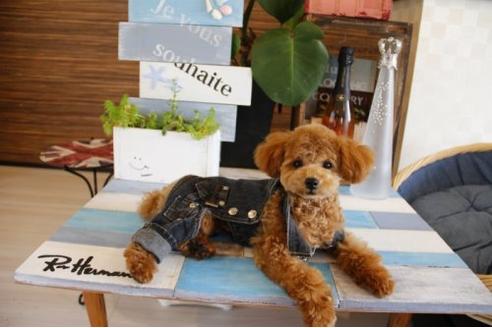 成約済の埼玉県のトイプードル-18812の1枚目