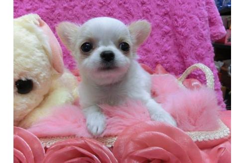 成約済の京都府のチワワ-18813の3枚目